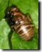 Tibicen canicularis exuvium with black patch. Click to enlarge.