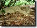 Cicada Killer Digging Borrow. Click to play movie.