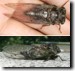 T. canicularis female example 1.
