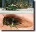 Female T. chloromera example1. Click to enlarge