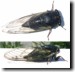 Female Tibicen lyricen var. engelhardti. Click to enlarge.