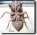 Female cicada cast-off nymphal skin. Click to enlarge.