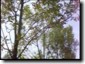 Male Tibicen lyricen calling. Click to play movie.