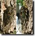 Male T. canicularis example 1. Click to enlarge.