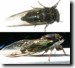 Male T. lyricen morph example 1. Click to enlarge.