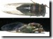 Male T. lyricen morph. example 2. Click To enlarge