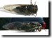 Male T. lyricen morph. example 3. Click to enlarge.