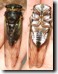 Male Tibicen lyricen cicada example #6. Click to enlarge.