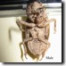 Male cicada cast off nymphal skin. Click to enlarge.