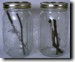 Wide Mouthed Mason Jars. Click to enlarge