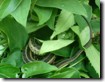 Garter snake hiding among the leaves of this plant.