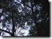 Click to launch T. linnei movie.