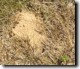 Cicada Killer Burrow