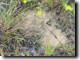 Cicada Killer Burrow Trade Wind Perserve