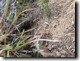 Cicada Killer Burrow
