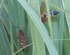 Cicada Killers NYC