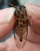O. rimosa ventral view
