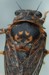 O. rimosa pronotum