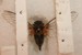 O. rimosa male from June 30th