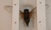 O. rimosa from July 7th