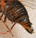 O. rimosa exposed timbals and sternites closeup.