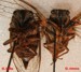 O. bella and O. rimsoa ventral view.