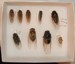 Western Cicadas