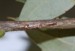 Okanagana egg slits