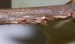 Cicada egg slits