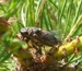 O. rimosa on pine sapling