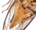 Yellow abdomen male O. rimsosus