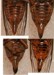 Morphological differences in O. rimosa.