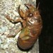 T. lyricen nymph on headstone