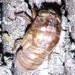 T. canicularis on maple tree.