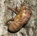 T. canicularis nymph on another maple tree.