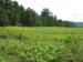 O. rimosa habitat