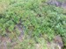 Wild Blueberries