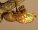 canicularis teneral 5