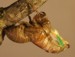 T. canicularis teneral