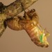 T. canicularis eclosing