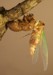 Nearly completed T. canicularis