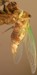 Nearly completed molting T. canicularis