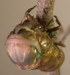 T. lyricen nymph eclosing 2
