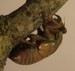 T. canicularis nymph