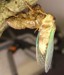 T. canicularis teneral completed.