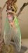 Completed T. lyricen female