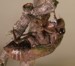 Tibicen lyricen nymph