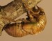 T. canicularis nymph 2