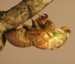 Canicularis teneral 4