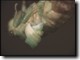 Tibicen teneral breathing. Click to launch video.